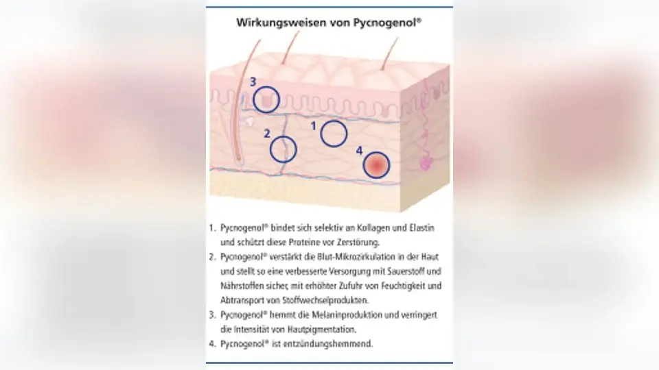 Pycnogenol - wann der Extrakt wirklich hilft