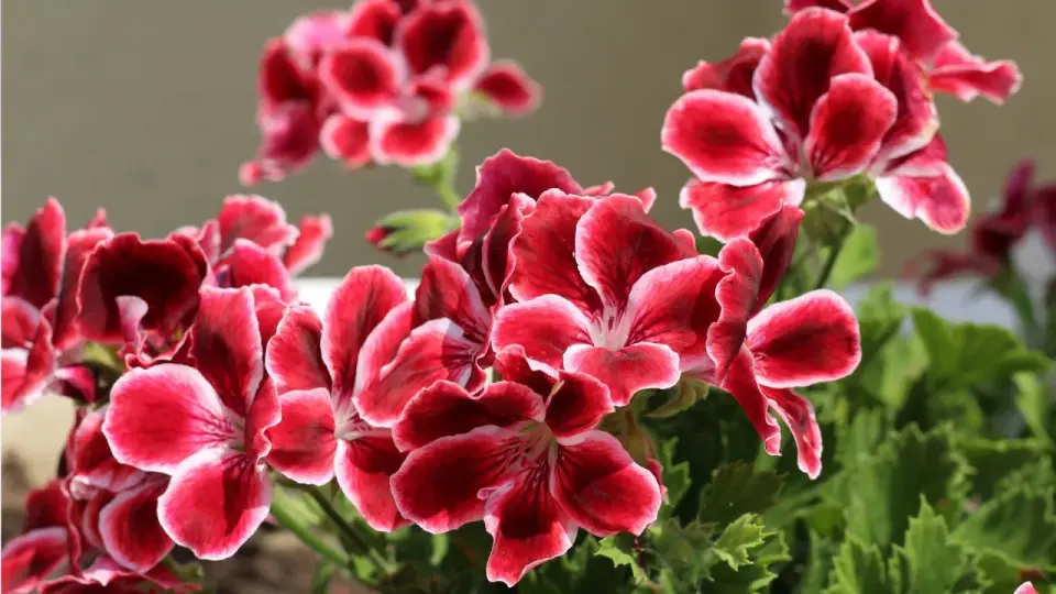 Pelargonia królewska - uprawa i zimowanie. Kwitnij jak nigdy!