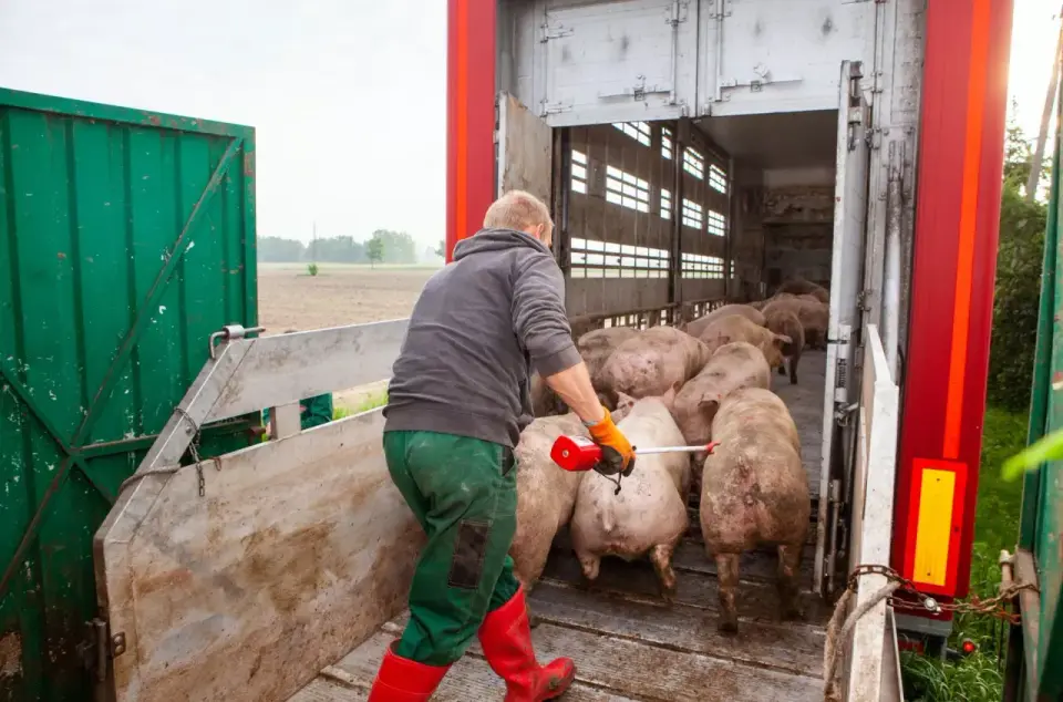 Ceny świń w Polsce - Jak czytać notowania i zarobić więcej?