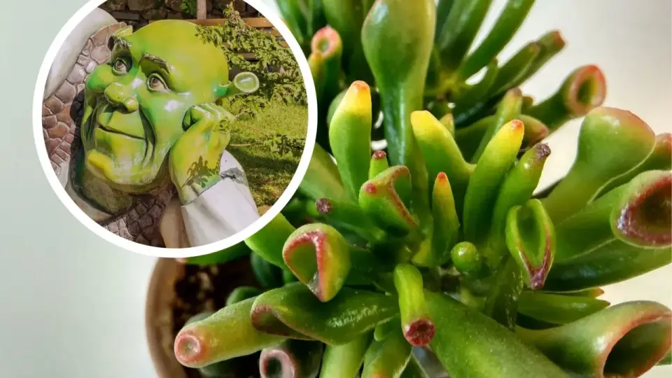 Crassula 'Gollum' - Jak dbać o uszy Shreka? Poradnik