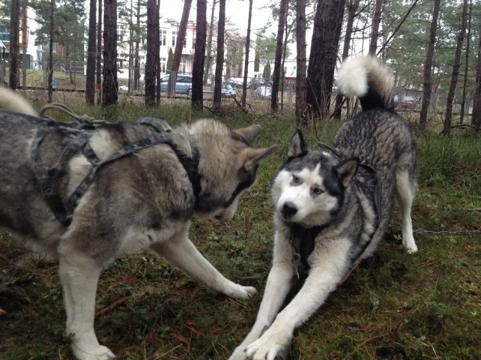 Alaskan malamut czy husky - poznaj różnice i wybierz mądrze